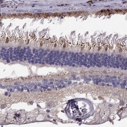 LRIT3 Antibody, Novus Biologicals 0.1mL; Unlabeled:Antibodies, Polyclonal